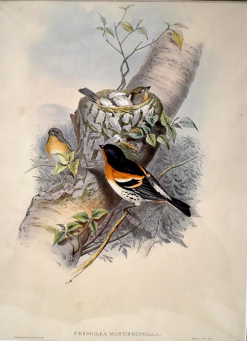 J. Gould Lithograph: Bramble Finch: John Gould (1804-1881) Fringilla Montifringilla. With text. Orig. Hand colored ornithological lithograph. Lithographers: J. Gould, H.C. Richter, Walter & Cohn impr. . 21 1/4" x 14 1/2"