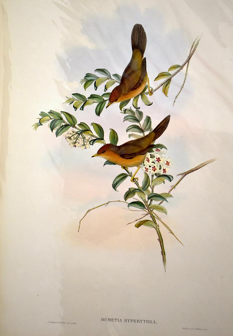 J. Gould Lithograph: Buff-Throated Damentia: John Gould (1804-1881) Dumetia Hyperythra. Without mat. With text. Hand colored ornithological lithograph. Lithographers: J. Gould, H.C. Richter, Printed in London: C. Hullmandel and Walton, impr. ). 