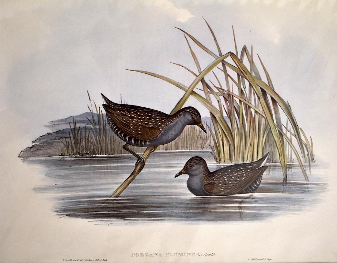 J. Gould Lithograph: Spotted Water Crake: John Gould (1804-1881) Porzana Fluminea. With text. Hand colored ornithological lithograph. Lithographers: J. Gould, , H.C. Richter,. .C. Hallmandel, impr. 21 1/4" x 14 1/2"