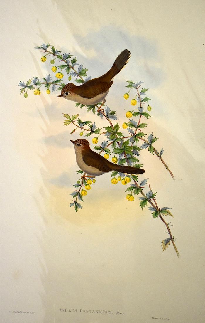 J. Gould Lithograph: Chestnut-Beaded Ixulus: John Gould (1804-1881) Ixulus Castaniceps. Without mat. With text. Hand colored ornithological lithograph. Lithographers: J. Gould, , H.C. Richter, . Printed in London: Walter & Cohn impr. , imp. . 21