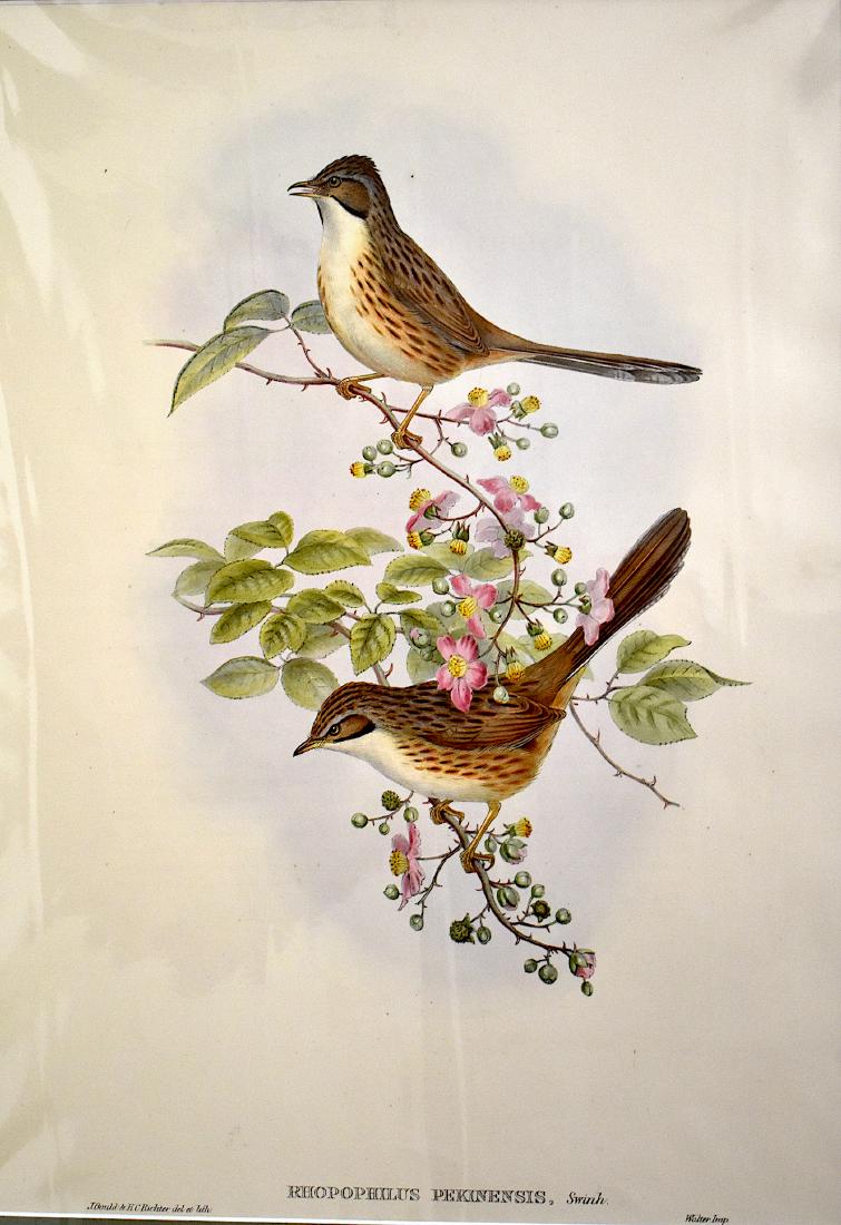 J. Gould Lithograph: Chinese Rhopophilus: John Gould (1804-1881) Rhopophilus Pekinensis. With text. Hand colored ornithological lithograph. Lithographers: J. Gould, H.C. Richter,. Walter, impr. . 21 1/4" x 14 1/2"