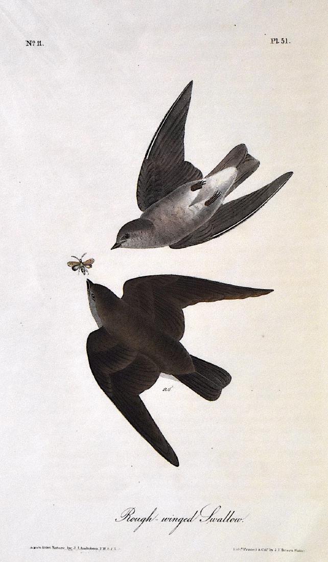 J.J. Audubon. Octavo. Rough-Winged- Swallow No.51: J.J. Audubon, Plate No.51 Rough-Winged- Swallow From the Royal Octavo Edition of The Birds of America.1840-1844. First Edition. Lithographed and hand-colored by J.T. Bowen in Philadelphia and New York