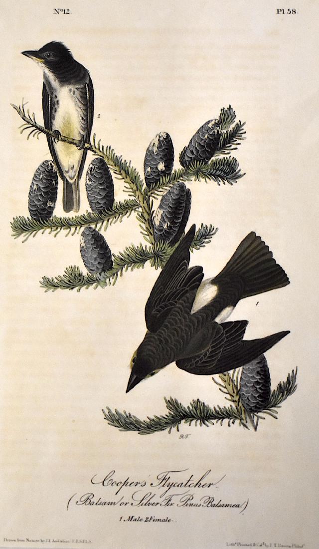 J.J. Audubon. Octavo. Coopers Flycatcher No.58: J.J. Audubon, Plate No.58 Coopers Flycatcher. With text. From the Royal Octavo Edition of The Birds of America.1840-1844. First Edition. Lithographed and hand-colored by J.T. Bowen in Philadelphia and