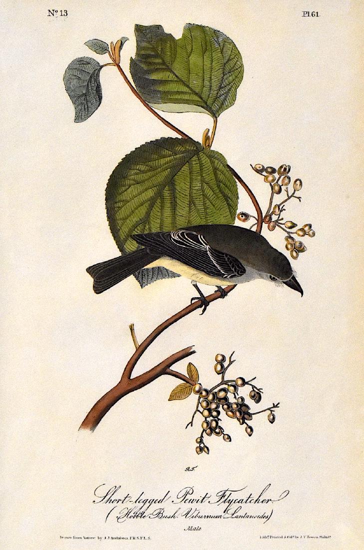 J.J. Audubon. Octavo. Short-Legged Pewit Flycatcher: J.J. Audubon, Plate No.61 Short-Legged Pewit Flycatcher. With text. From the Royal Octavo Edition of The Birds of America.1840-1844. First Edition. Lithographed and hand-colored by J.T. Bowen in Phila