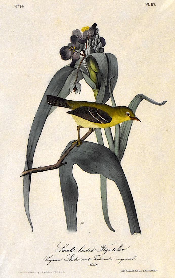 J.J. Audubon. Octavo. Small-Headed Flycatcher No.67: J.J. Audubon, Plate No.67 Small-Headed Flycatcher. With text. From the Royal Octavo Edition of The Birds of America.1840-1844. First Edition. Lithographed and hand-colored by J.T. Bowen in Philadelphi