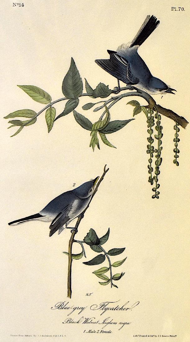 J.J. Audubon. Octavo. Blue-Grey Flycatcher No.70: J.J. Audubon, Plate No.70 Blue-Grey Flycatcher. With text. From the Royal Octavo Edition of The Birds of America.1840-1844. First Edition. Lithographed and hand-colored by J.T. Bowen in Philadelphia a