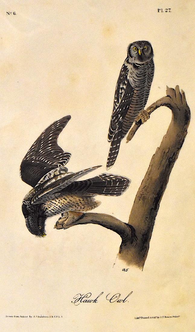 J.J. Audubon. Octavo. Hawk Owl No.27: J.J. Audubon, Plate No.27 Hawk Owl From the Royal Octavo Edition of The Birds of America.1840-1844. First Edition. Lithographed and hand-colored by J.T. Bowen in Philadelphia and New York. Good to exc