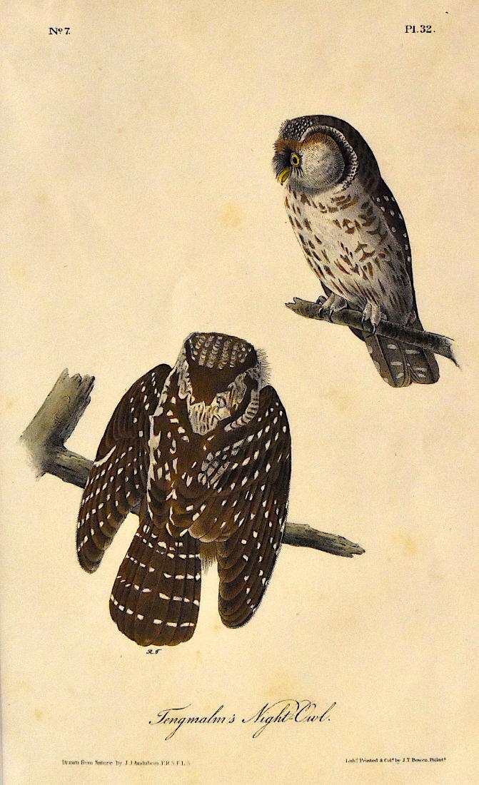 J.J. Audubon. Octavo. Fengmalm's Night Owl No.32: J.J. Audubon, Plate No.32 Fengmalm's Night Owl From the Royal Octavo Edition of The Birds of America.1840-1844. First Edition. Lithographed and hand-colored by J.T. Bowen in Philadelphia and New York.