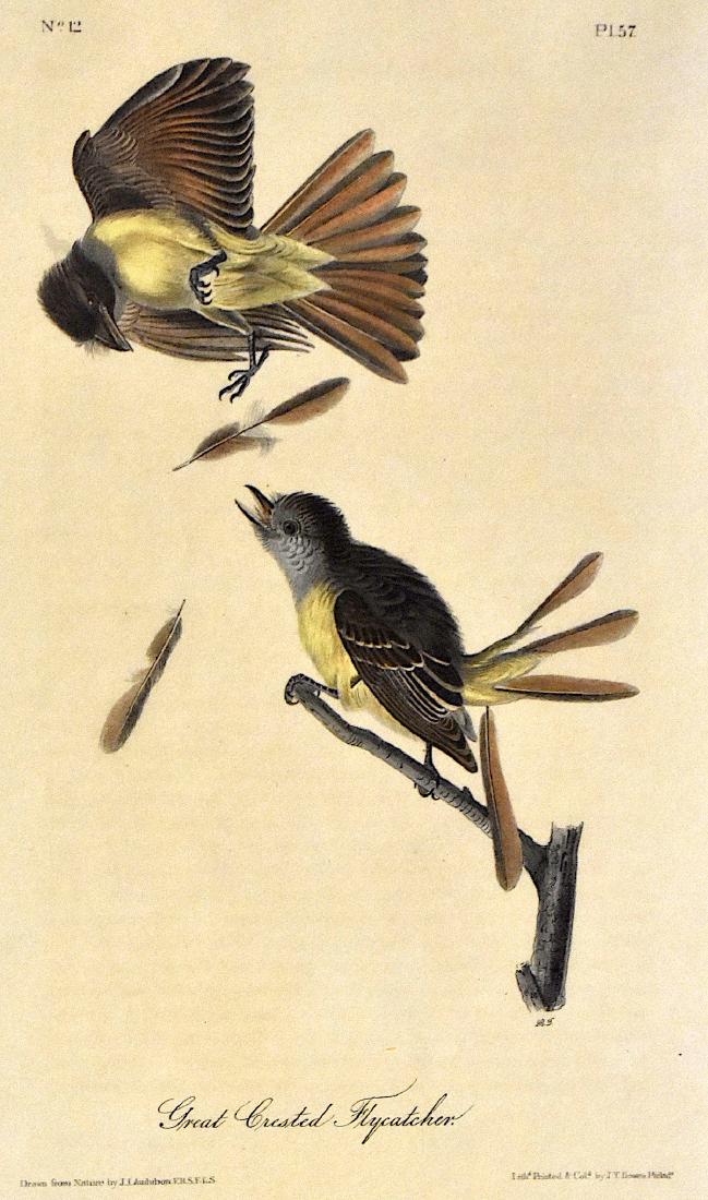 J.J. Audubon. Octavo. Great Crested Flycatcher No.57: J.J. Audubon, Plate No.57 Great Crested Flycatcher From the Royal Octavo Edition of The Birds of America.1840-1844. First Edition. Lithographed and hand-colored by J.T. Bowen in Philadelphia and New Y