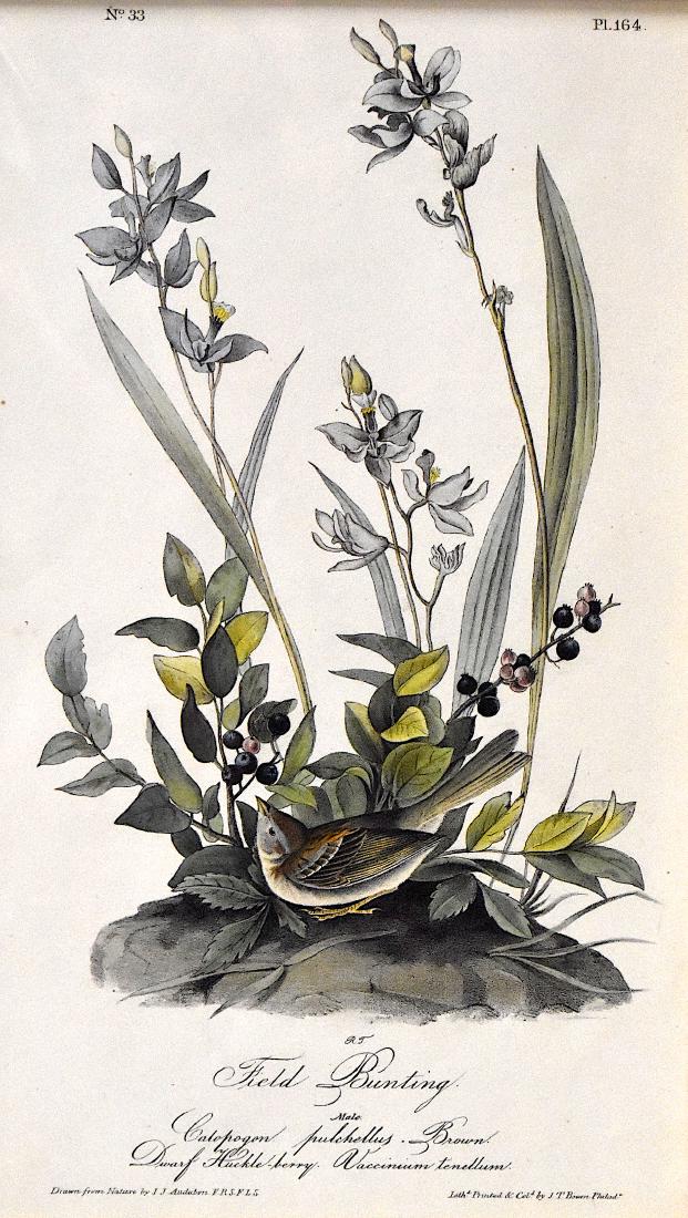 J.J. Audubon. Octavo. Field Bunting No.164: J.J. Audubon, Plate No.164 Field Bunting. With text. From the Royal Octavo Edition of The Birds of America.1840-1844. First Edition. Lithographed and hand-colored by J.T. Bowen in Philadelphia and New