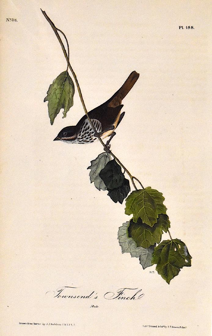 J.J. Audubon. Octavo. Townsend's Finch No.188: J.J. Audubon, Plate No.188 Townsend's Finch From the Royal Octavo Edition of The Birds of America.1840-1844. First Edition. Lithographed and hand-colored by J.T. Bowen in Philadelphia and New York. Go