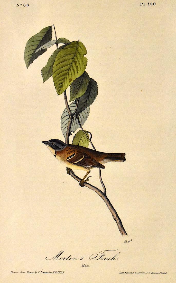 J.J. Audubon. Octavo. Morton's Finch No.190: J.J. Audubon, Plate No.190 Morton's Finch From the Royal Octavo Edition of The Birds of America.1840-1844. First Edition. Lithographed and hand-colored by J.T. Bowen in Philadelphia and New York. Good
