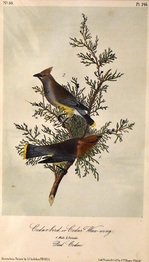 J.J. Audubon. Octavo. Cedar Bird Orcedar Wax-Wing: J.J. Audubon, Plate No.246 Cedar Bird Orcedar Wax-Wing From the Royal Octavo Edition of The Birds of America.1840-1844. First Edition. Lithographed and hand-colored by J.T. Bowen in Philadelphia and N