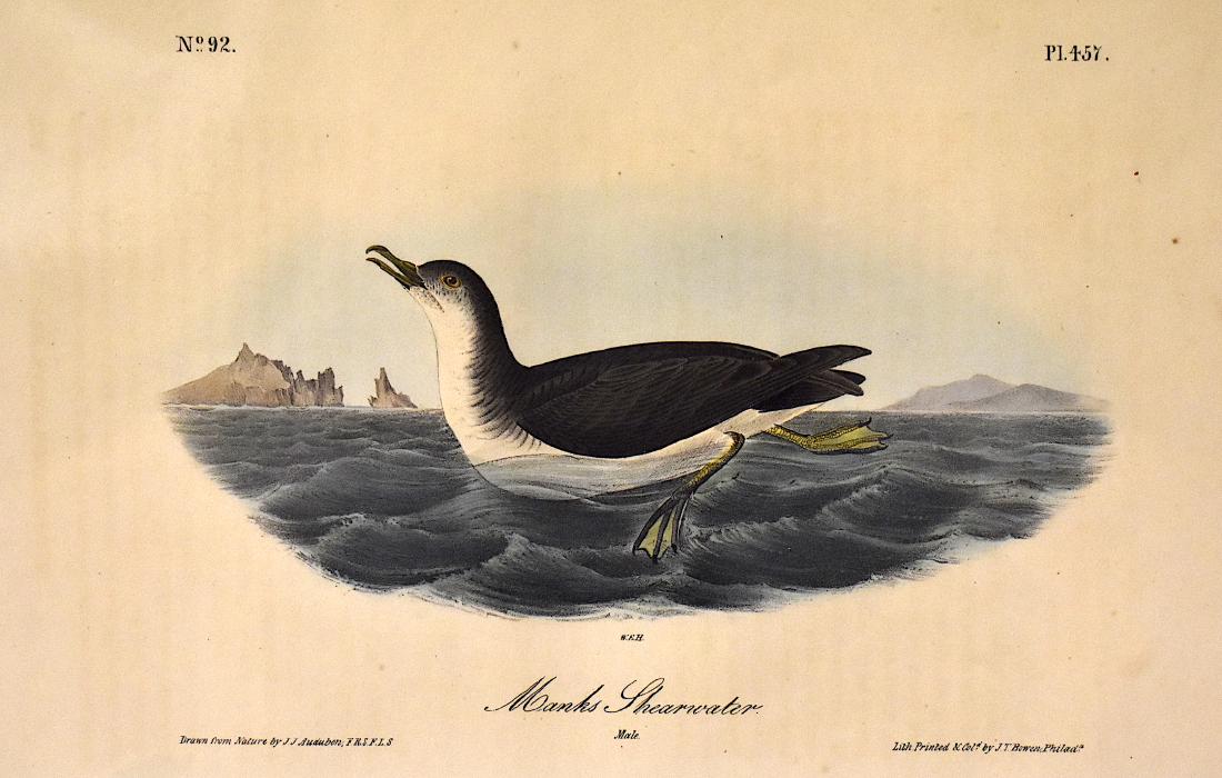 J.J. Audubon. Octavo. Manks Shearwater No.457: J.J. Audubon, Plate No.457 Manks Shearwater From the Royal Octavo Edition of The Birds of America.1840-1844. First Edition. Lithographed and hand-colored by J.T. Bowen in Philadelphia and New York. Go