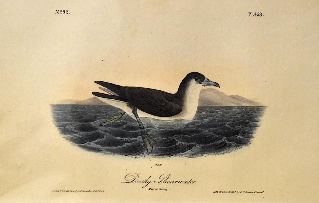 J.J. Audubon. Octavo. Dusky Shearwater No.458: J.J. Audubon, Plate No.458 Dusky Shearwater From the Royal Octavo Edition of The Birds of America.1840-1844. First Edition. Lithographed and hand-colored by J.T. Bowen in Philadelphia and New York. Go