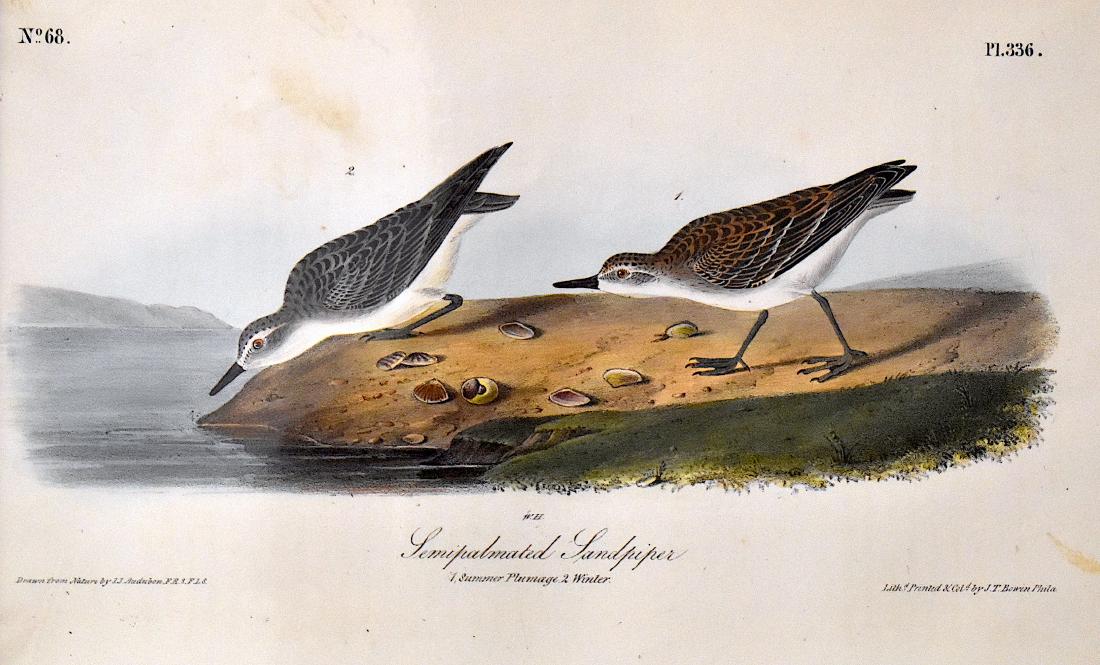 J.J. Audubon. Octavo. Semipalmated Sandpiper No.336: J.J. Audubon, Plate No.336 Semipalmated Sandpiper From the Royal Octavo Edition of The Birds of America.1840-1844. First Edition. Lithographed and hand-colored by J.T. Bowen in Philadelphia and New Yo