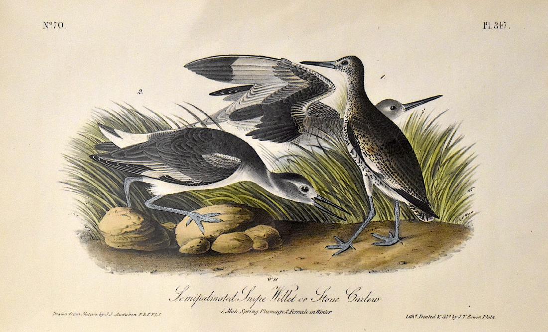 J.J. Audubon. Octavo. Sempatmated Snipe, Willet or: J.J. Audubon, Plate No.347 Sempatmated Snipe, Willet or Stone Curlew From the Royal Octavo Edition of The Birds of America.1840-1844. First Edition. Lithographed and hand-colored by J.T. Bowen in Phil