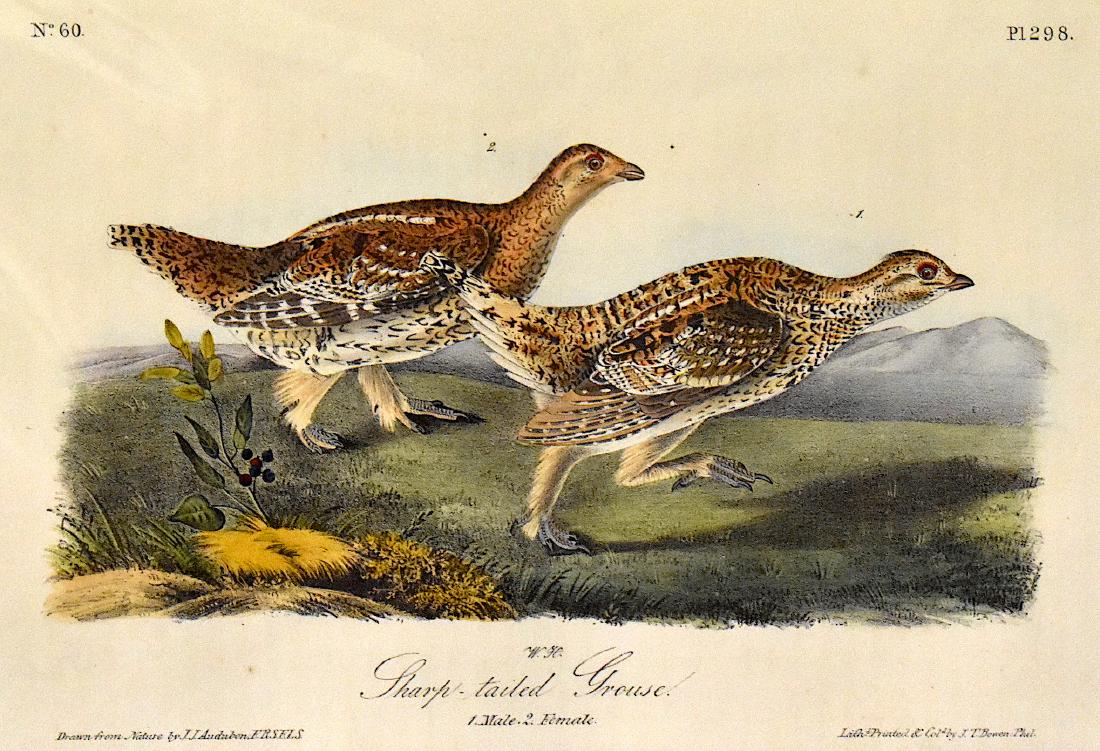 J.J. Audubon. Octavo. Sharp-Tailed Grouse No.298: J.J. Audubon, Plate No.298 Sharp-Tailed Grouse From the Royal Octavo Edition of The Birds of America.1840-1844. First Edition. Lithographed and hand-colored by J.T. Bowen in Philadelphia and New York.