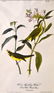 J.J. Audubon. Octavo. Wilson's Flycatching Warbler