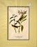 J.J. Audubon. Octavo. Wilson's Flycatching Warbler - 2