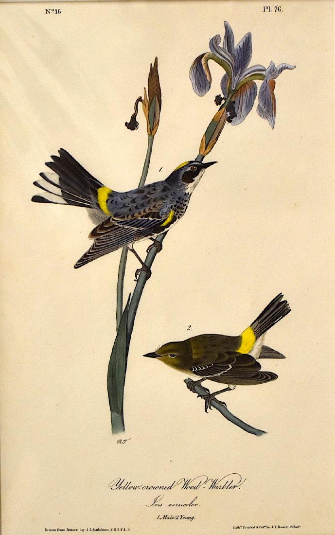 J.J. Audubon. Octavo. The Yellow Crowned Wood Warbler: J.J. Audubon, Plate No.76 The Yellow Crowned Wood Warbler. With text. From the Royal Octavo Edition of The Birds of America.1840-1844. First Edition. Lithographed and hand-colored by J.T. Bowen in Phi