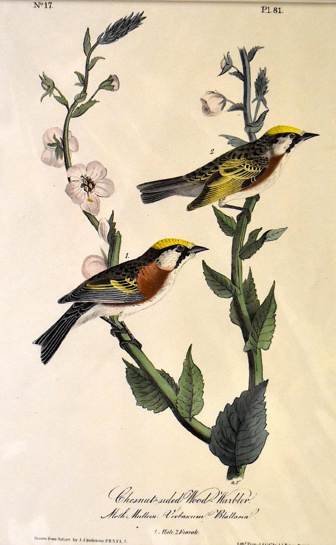 J.J. Audubon. Octavo. Chestnut-Sided Wood Warbler No.81: J.J. Audubon, Plate No.81 Chestnut-Sided Wood Warbler. With text. From the Royal Octavo Edition of The Birds of America.1840-1844. First Edition. Lithographed and hand-colored by J.T. Bowen in Philade