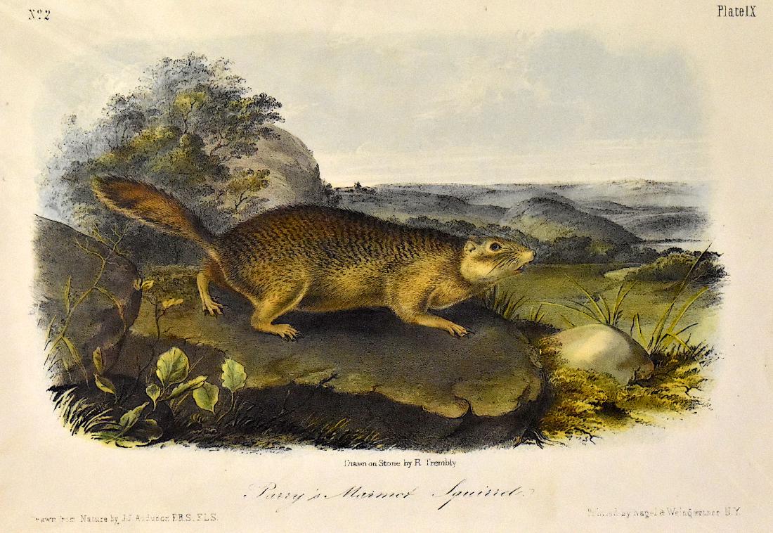 J.J. Audubon. Octavo. Parry's Marmot Squirrel . No.9: J. J. Audubon, From the Octavo Edition of The Quadrupeds of North America. 1849-1854. Lithograph on wove paper. æJ. T. Bowen, Philadelphia unless otherwise stated.In this lot, Nagel and Weingartn