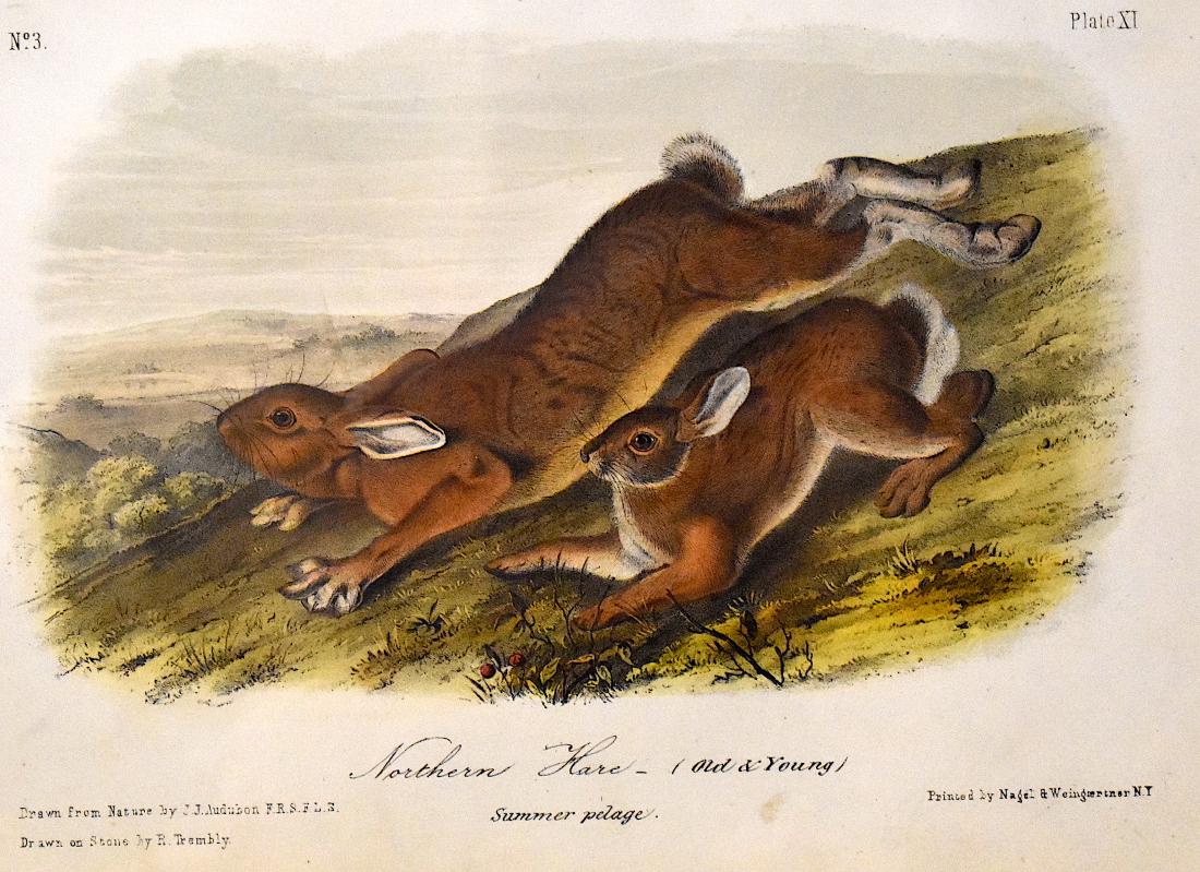 J.J. Audubon. Octavo. æNorthern Hare, Summer. No.11: J. J. Audubon, From the Octavo Edition of The Quadrupeds of North America. 1849-1854. Lithograph on wove paper. æJ. T. Bowen, Philadelphia unless otherwise stated. Good to excellent condition. Ga
