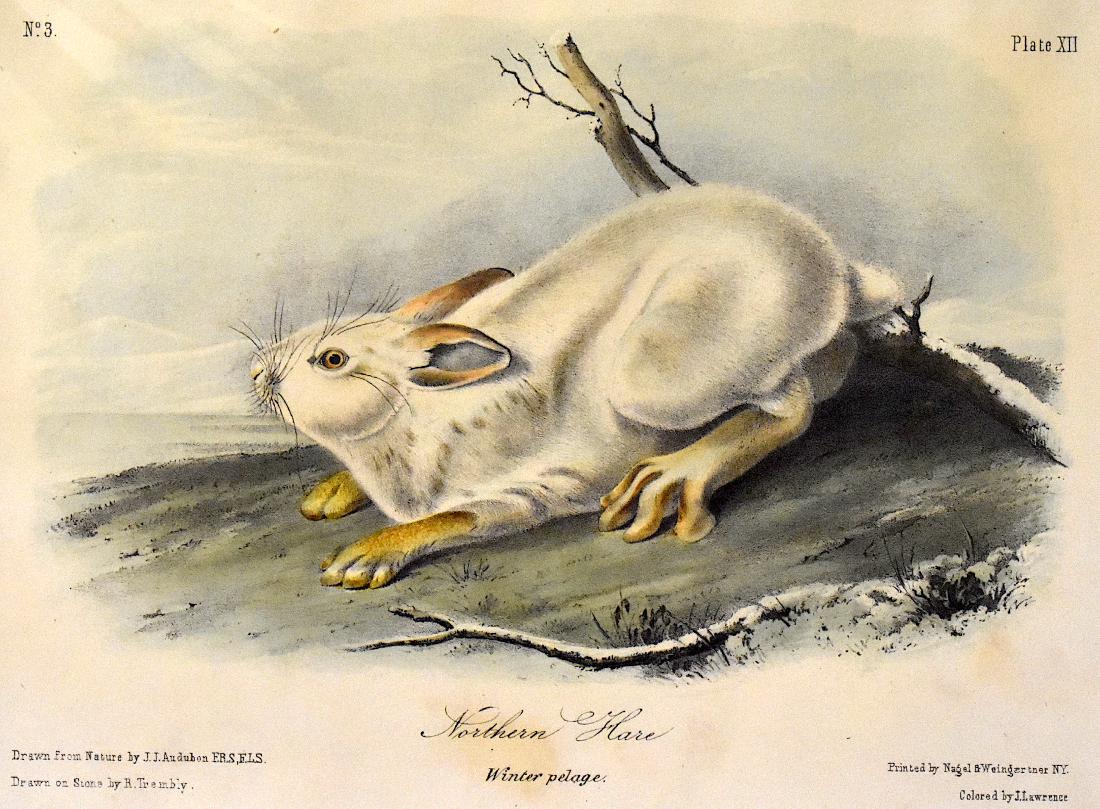 J.J. Audubon. Octavo. æNorthern Hare (Winter). No.12: J. J. Audubon, From the Octavo Edition of The Quadrupeds of North America. 1849-1854. Lithograph on wove paper. æJ. T. Bowen, Philadelphia unless otherwise stated. Good to excellent condition. Ga