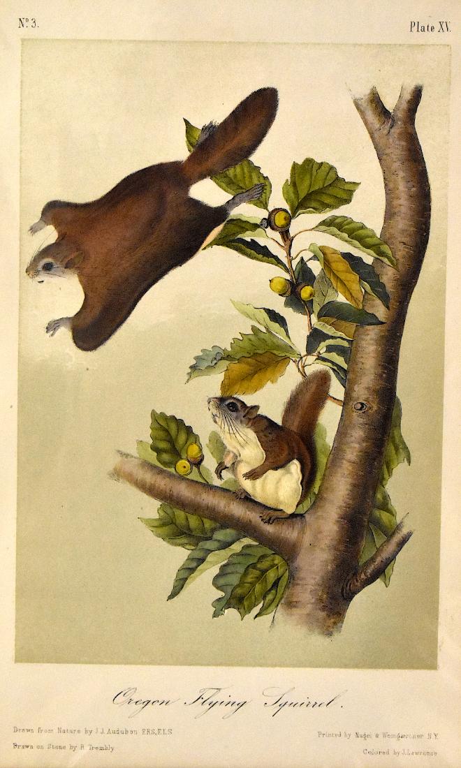 J.J. Audubon. Octavo. Oregon Flying Squirrel. No.15: J. J. Audubon, From the Octavo Edition of The Quadrupeds of North America. 1849-1854. Lithograph on wove paper. æJ. T. Bowen, Philadelphia unless otherwise stated. Good to excellent condition. Ga
