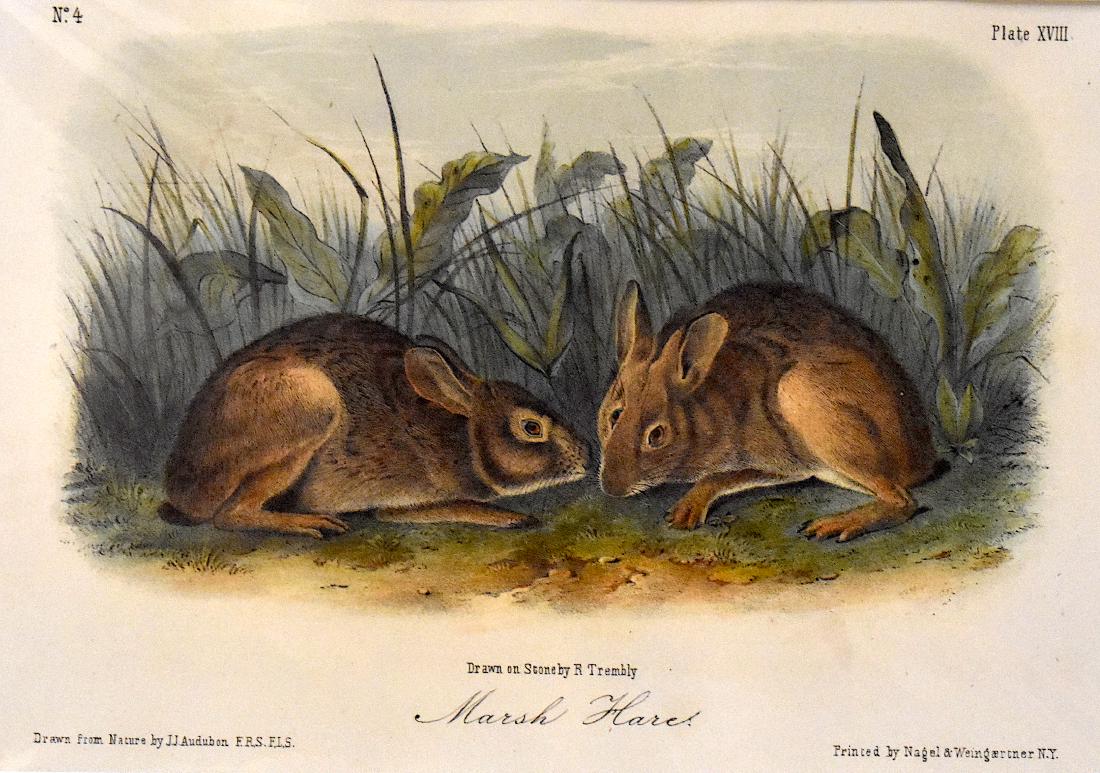 J.J. Audubon. Octavo. Marsh Hare. No.18: J. J. Audubon, From the Octavo Edition of The Quadrupeds of North America. 1849-1854. Lithograph on wove paper. æJ. T. Bowen, Philadelphia unless otherwise stated. Good to excellent condition. Ga