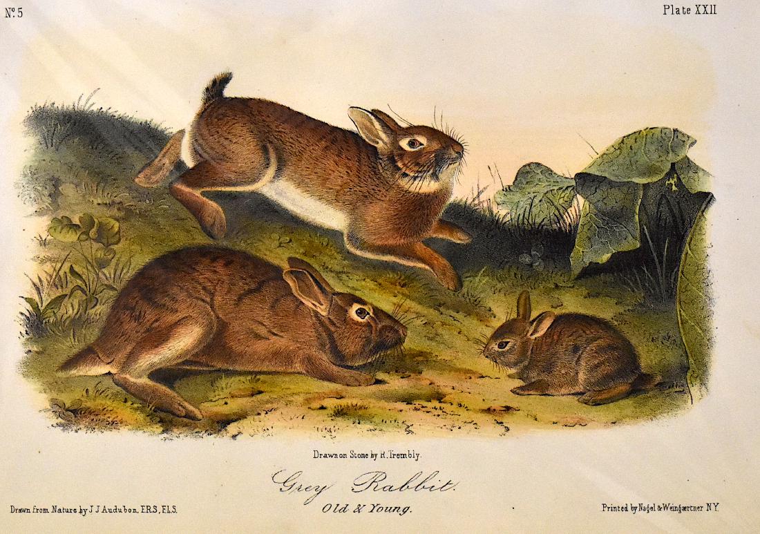 J.J. Audubon. Octavo. Grey Rabbit Old & Young. No.22: J. J. Audubon, From the Octavo Edition of The Quadrupeds of North America. 1849-1854. Lithograph on wove paper. æJ. T. Bowen, Philadelphia unless otherwise stated. Good to excellent condition. Ga