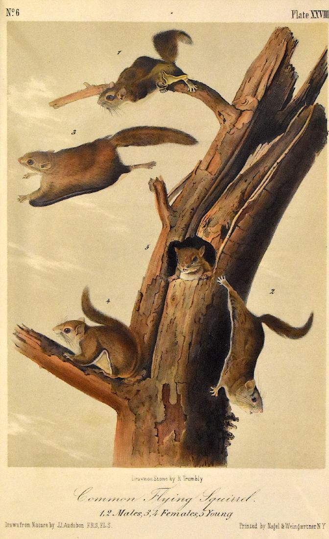 J.J. Audubon. Octavo. Common Flying Squirrel. No.28: J. J. Audubon, From the Octavo Edition of The Quadrupeds of North America. 1849-1854. Lithograph on wove paper. æJ. T. Bowen, Philadelphia unless otherwise stated. Good to excellent condition. Ga