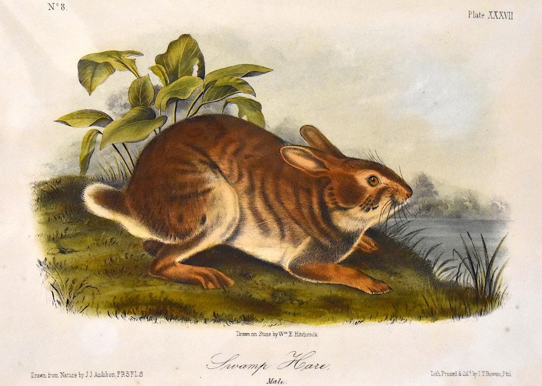 J.J. Audubon. Octavo. Swamp Hare. No.37: J. J. Audubon, From the Octavo Edition of The Quadrupeds of North America. 1849-1854. Lithograph on wove paper. æJ. T. Bowen, Philadelphia unless otherwise stated. Good to excellent condition. Ga
