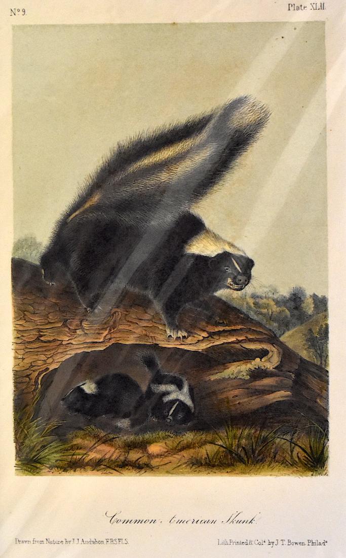 J.J. Audubon. Octavo. æCommon American Skunk. No.42: J. J. Audubon, From the Octavo Edition of The Quadrupeds of North America. 1849-1854. Lithograph on wove paper. æJ. T. Bowen, Philadelphia unless otherwise stated. Good to excellent condition. Ga