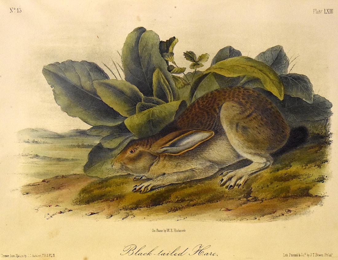 J.J. Audubon. Octavo. Black-Tailed Hare. No.63: J. J. Audubon, From the Octavo Edition of The Quadrupeds of North America. 1849-1854. Lithograph on wove paper. æJ. T. Bowen, Philadelphia unless otherwise stated. Good to excellent condition. Ga