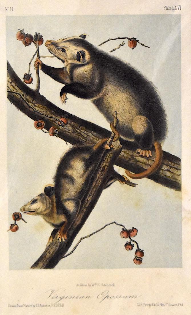 J.J. Audubon. Octavo. Virginian Opossum. No.66: J. J. Audubon, From the Octavo Edition of The Quadrupeds of North America. 1849-1854. Lithograph on wove paper. æJ. T. Bowen, Philadelphia unless otherwise stated. Good to excellent condition. Ga