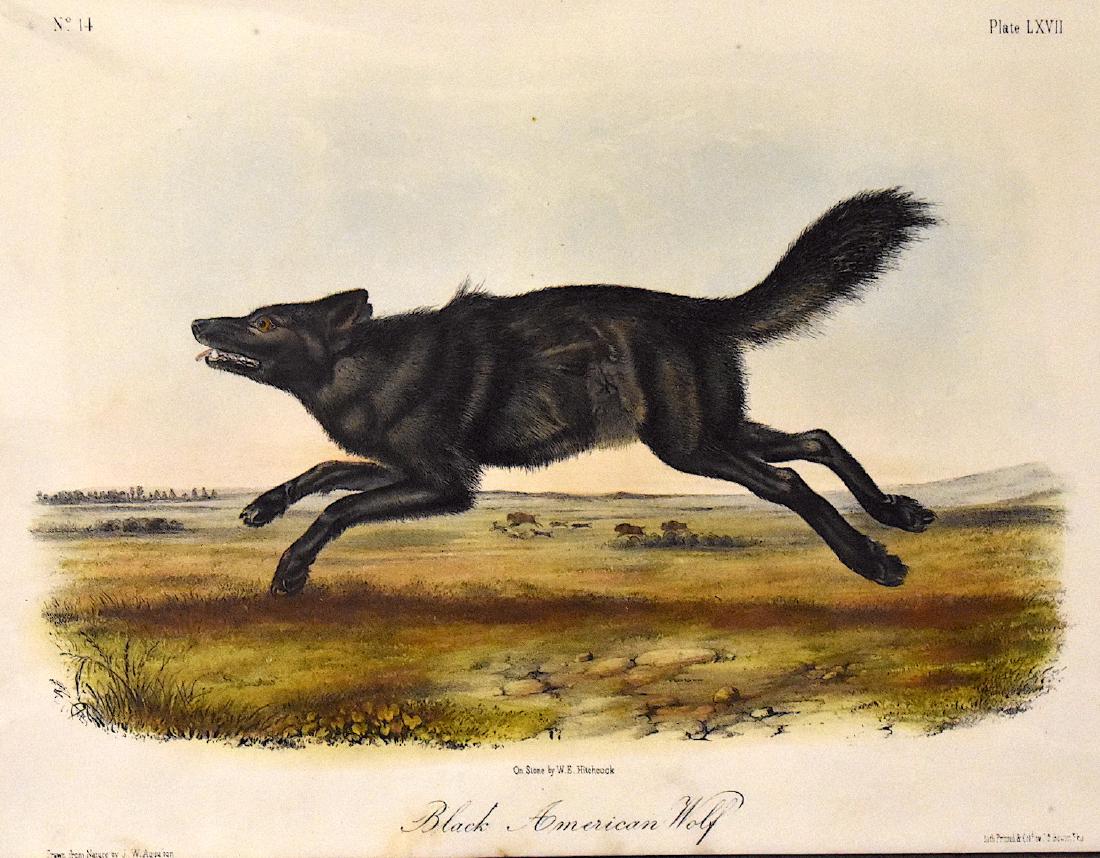 J.J. Audubon. Octavo. Black American Wolf. No.67: J. J. Audubon, From the Octavo Edition of The Quadrupeds of North America. 1849-1854. Lithograph on wove paper. æJ. T. Bowen, Philadelphia unless otherwise stated. Good to excellent condition. Ga