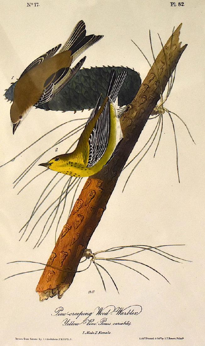 J.J. Audubon. Octavo. Pine-Creeping Wood-Warbler No.82: J.J. Audubon, Plate No.82 Pine-Creeping Wood-Warbler. With text. From the Royal Octavo Edition of The Birds of America.1840-1844. First Edition. Lithographed and hand-colored by J.T. Bowen in Philadel