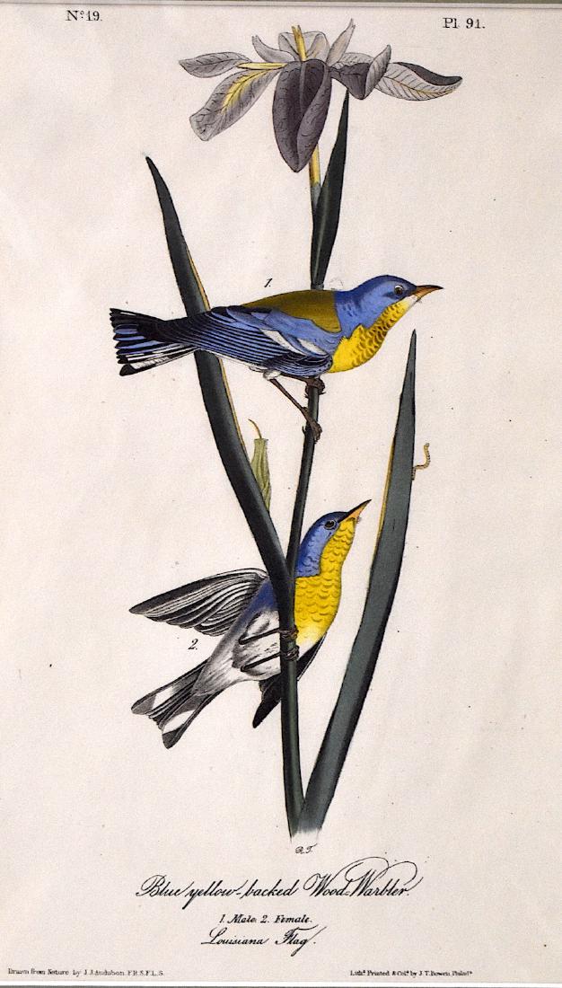 J.J. Audubon. Octavo. Blue-Yellow Backed Wood Warbler: J.J. Audubon, Plate No.91 Blue-Yellow Backed Wood Warbler. With text. From the Royal Octavo Edition of The Birds of America.1840-1844. First Edition. Lithographed and hand-colored by J.T. Bowen in Phi