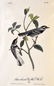 J.J. Audubon. Octavo. Black Throated Grey Wood Warbler