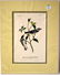 J.J. Audubon. Octavo. Black Throated Grey Wood Warbler - 2