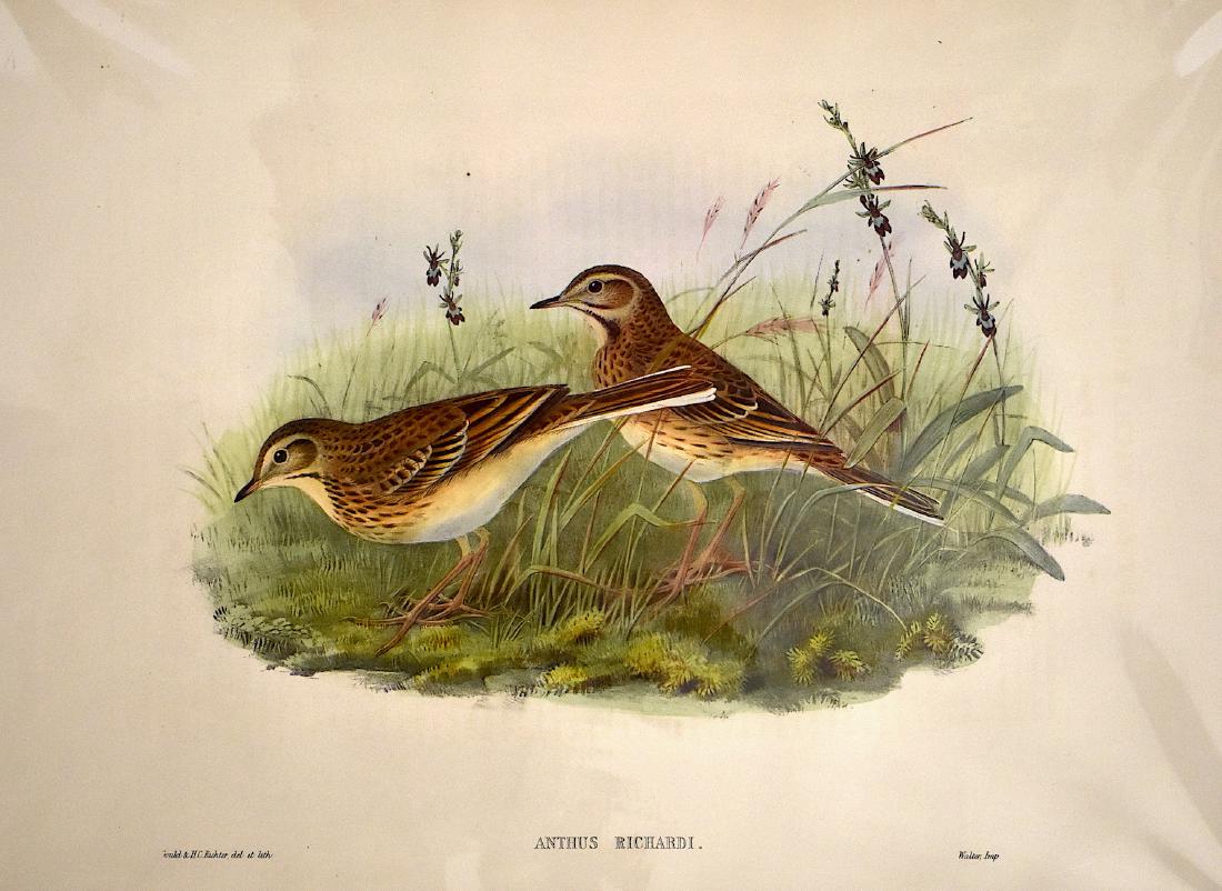 J. Gould Lithograph: Richards Pipit: John Gould (1804-1881) Anthus Richardii. Hand colored ornithological lithograph. Lithographers: J. Gould, , H.C. Richter, W. Hart. Walter, Impr. . 21 1/4" x 14 1/2"