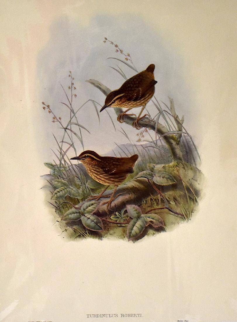 J. Gould Lithograph: Roberts Pygmy Babbler: John Gould (1804-1881) Turdinulus Roberti. With text. Hand colored ornithological lithograph. Lithographers: J. Gould, W. Hart. Walter, Impr. . 21 1/4" x 14 1/2"