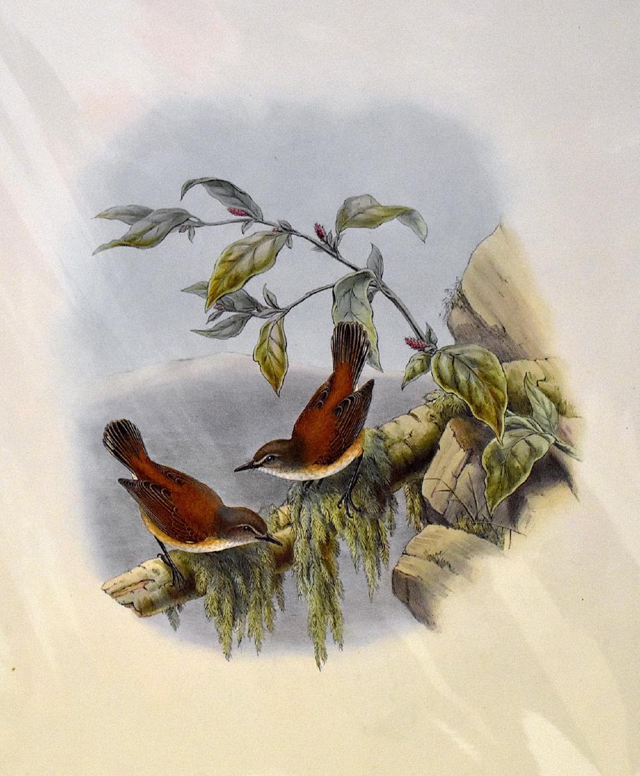 J. Gould Lithograph: Rufous Backed Gerygone: John Gould (1804-1881) Gerygone Dorsalis. Hand colored ornithological lithograph. Lithographers: , W. Hart. Walter, Impr. . 21 1/4" x 14 1/2"