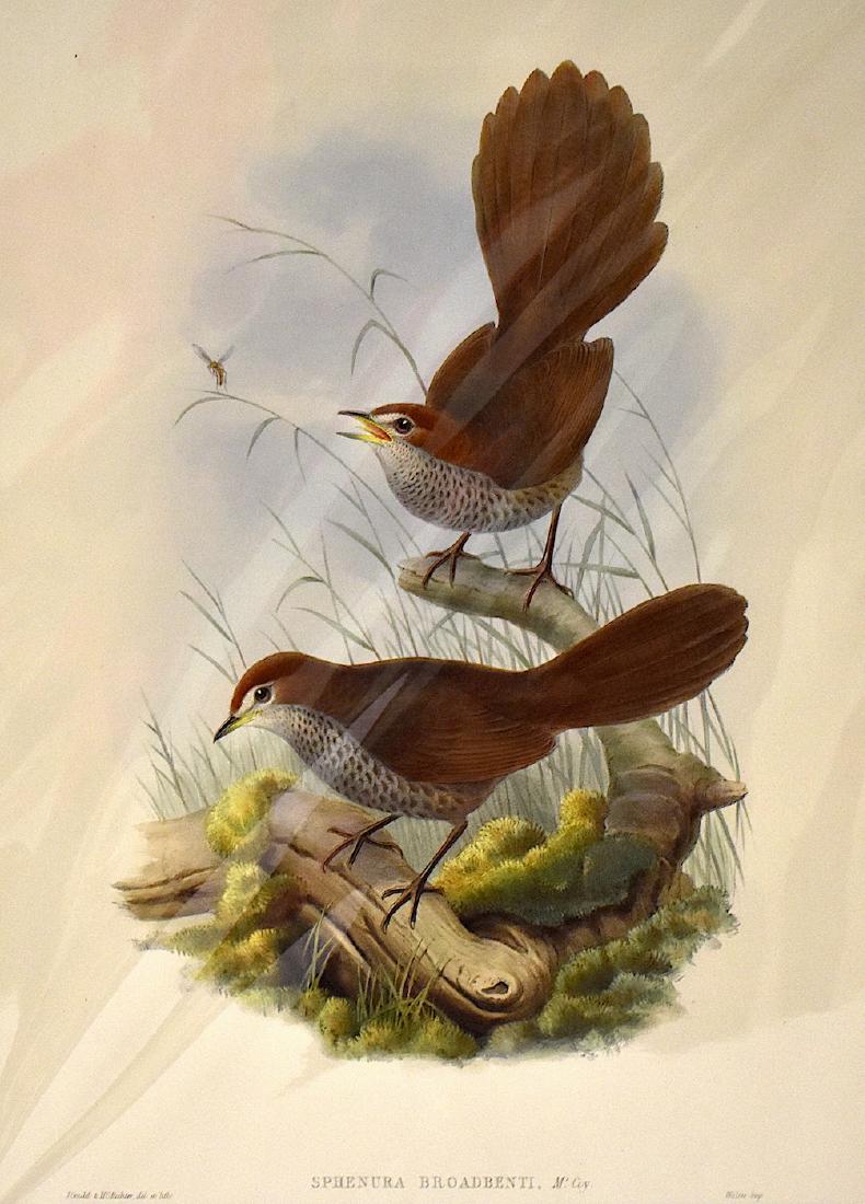 J. Gould Lithograph: Rufous Headed Bristle Bird: John Gould (1804-1881) Sphenura Broadbenti. Hand colored ornithological lithograph. Lithographers: J. Gould, H.C. Richter,. Walter, impr. . of 21 1/4" x 14 1/2"