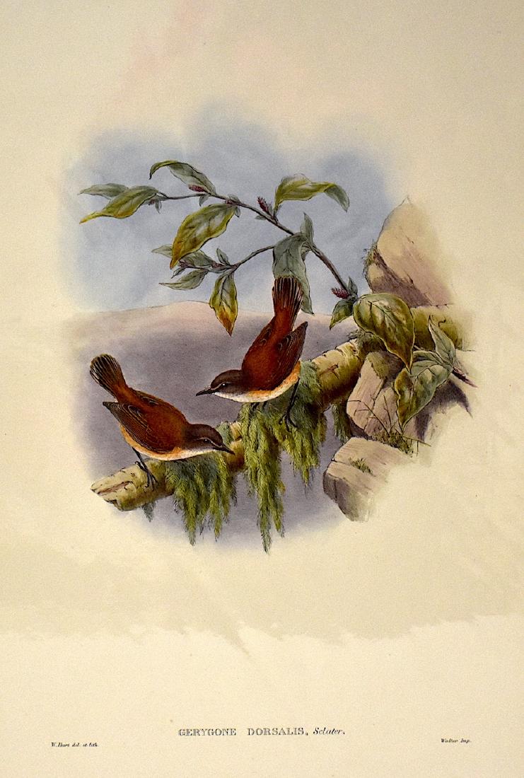 J. Gould Lithograph: Rufous-Backed Geryone: John Gould (1804-1881) Geryone Dorsalis. Without mat. With text. Hand colored ornithological lithograph. Lithographers: W. Hart. Impr. Walter 21 1/4" x 14 1/2"