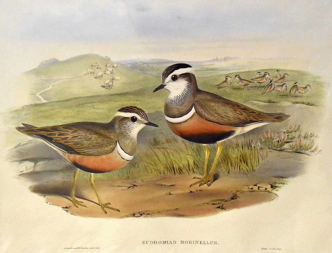 J. Gould Lithograph: Dotterel: John Gould (1804-1881) Eudromias Morinellus. With text. Hand colored ornithological lithograph. Lithographers: J. Gould,, H.C. Richter, Impr. Walter and Cohn . . 21 1/4" x 14 1/2"