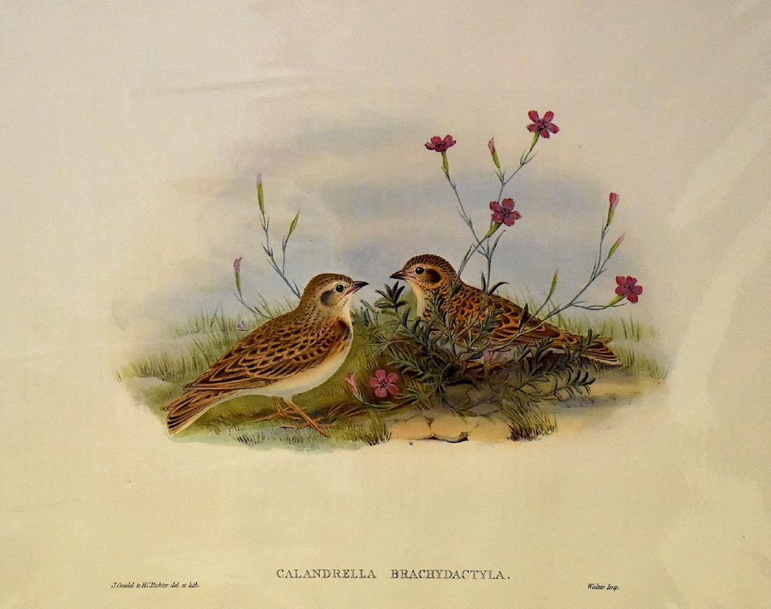 J. Gould Lithograph: Short-Toed Lark: John Gould (1804-1881) Calandrella Brachydactyla. With text. Hand colored ornithological lithograph. Lithographers: J. Gould, H.C. Richter, Impr. Walter.. . 21 1/4" x 14 1/2"