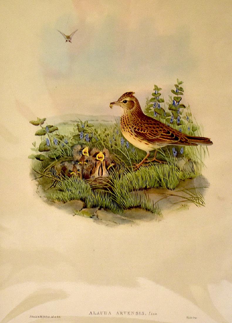 J. Gould Lithograph: Skylark: John Gould (1804-1881) Malacoturnix Superciliosus. Hand colored ornithological lithograph. Lithographers: J. Gould,, H.C. Richter, . Impr. Walter. . 21 1/4" x 14 1/2"